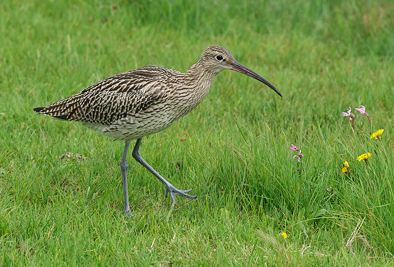 Storspove - Eurasian curlew (Numenius arquata).jpg